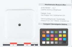 Foto (Objekt + Etikett) von Cyperites eocenicus Ettingshausen (NHMW-GEO-2024-0188-8987)